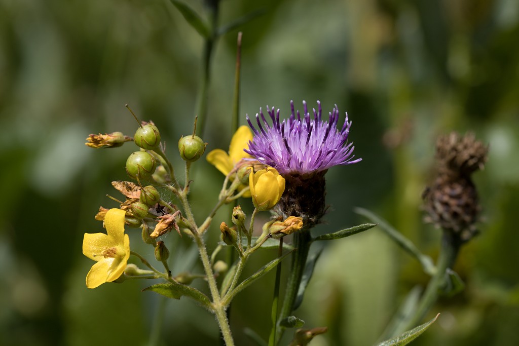 voornes duin tenellaplas Quackjeswater natuur natuurgebied natuurmonumenten hdr duinen Zuid Hollands landschap polder bossen natuurreservaat Natura 2000